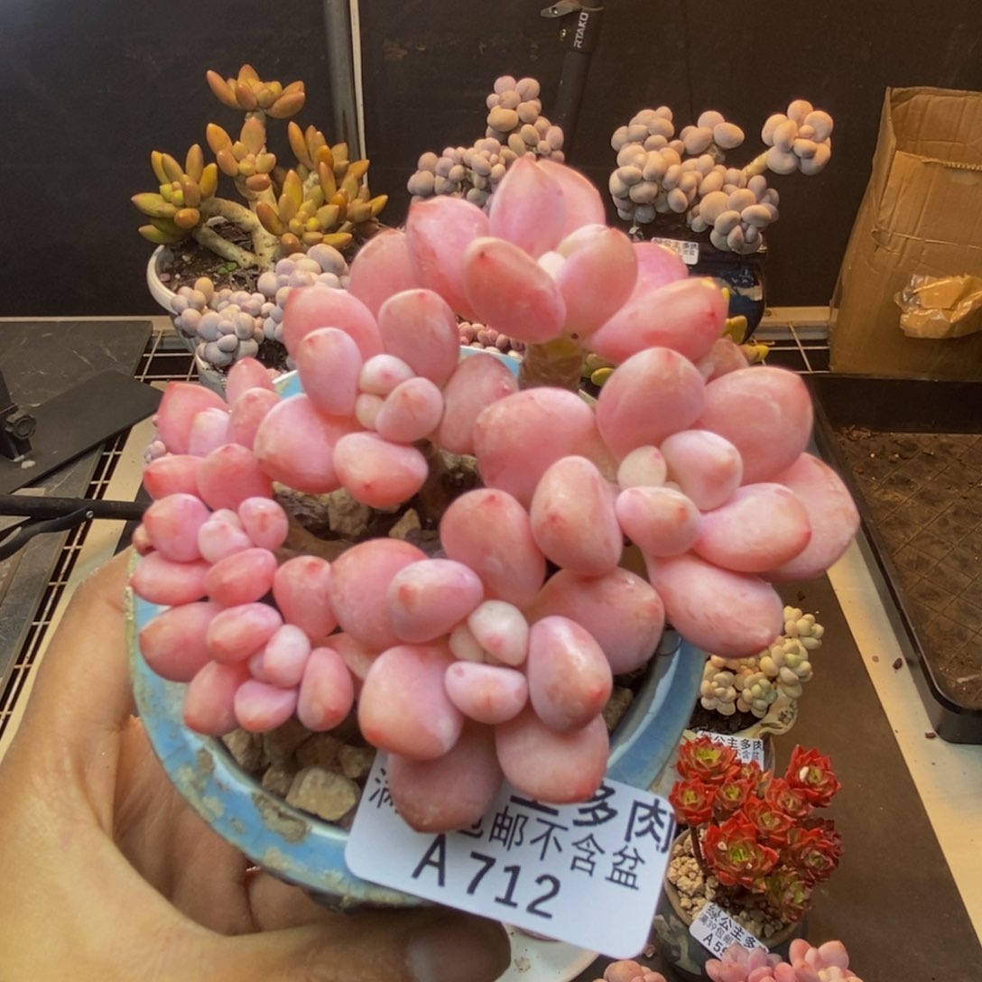 712樱花洛神多肉8c m