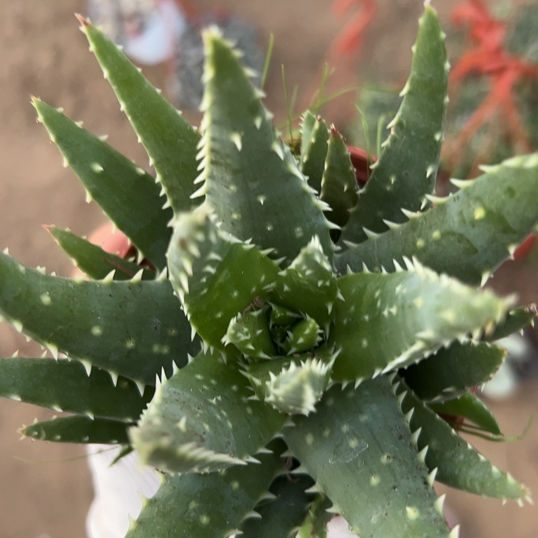 杜呃呃呃呃呃呃呃呃呃哦哦