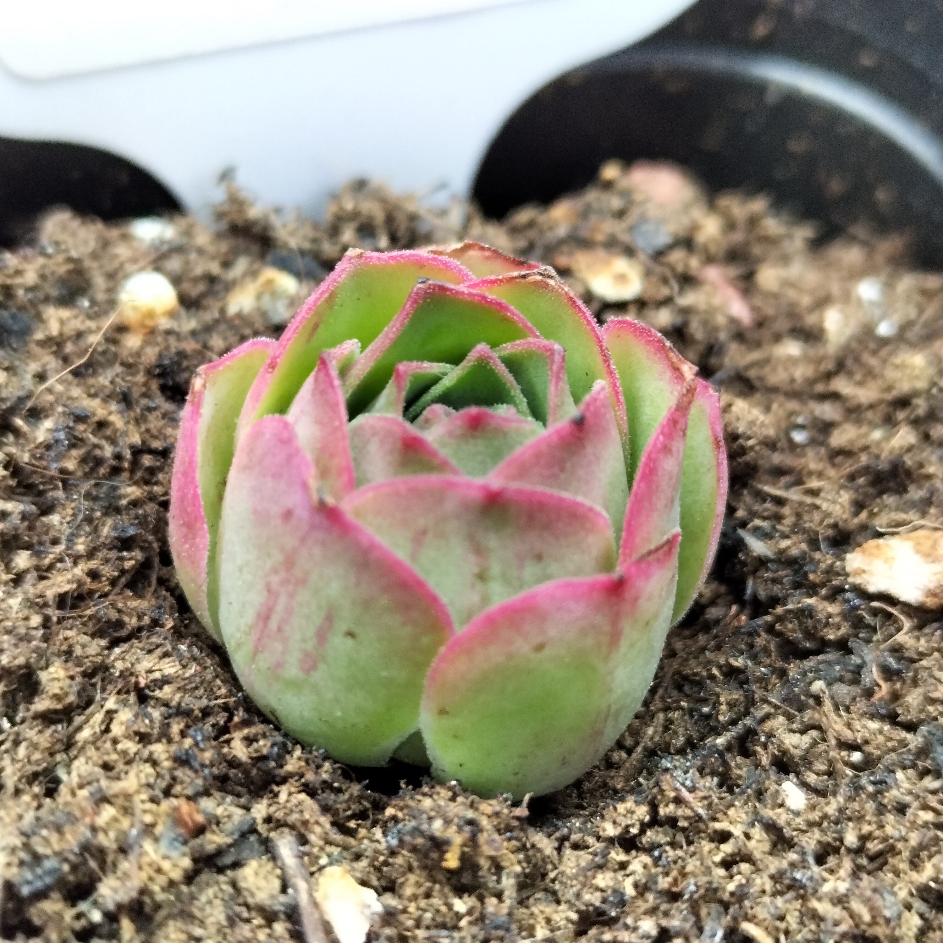 楹楹山地玫瑰/131