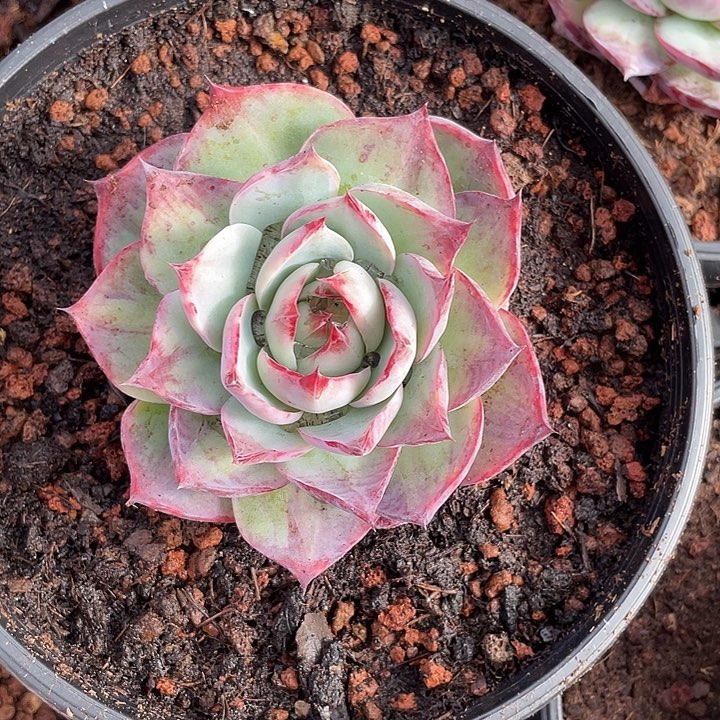 拉丝惊鸿9脱土发货