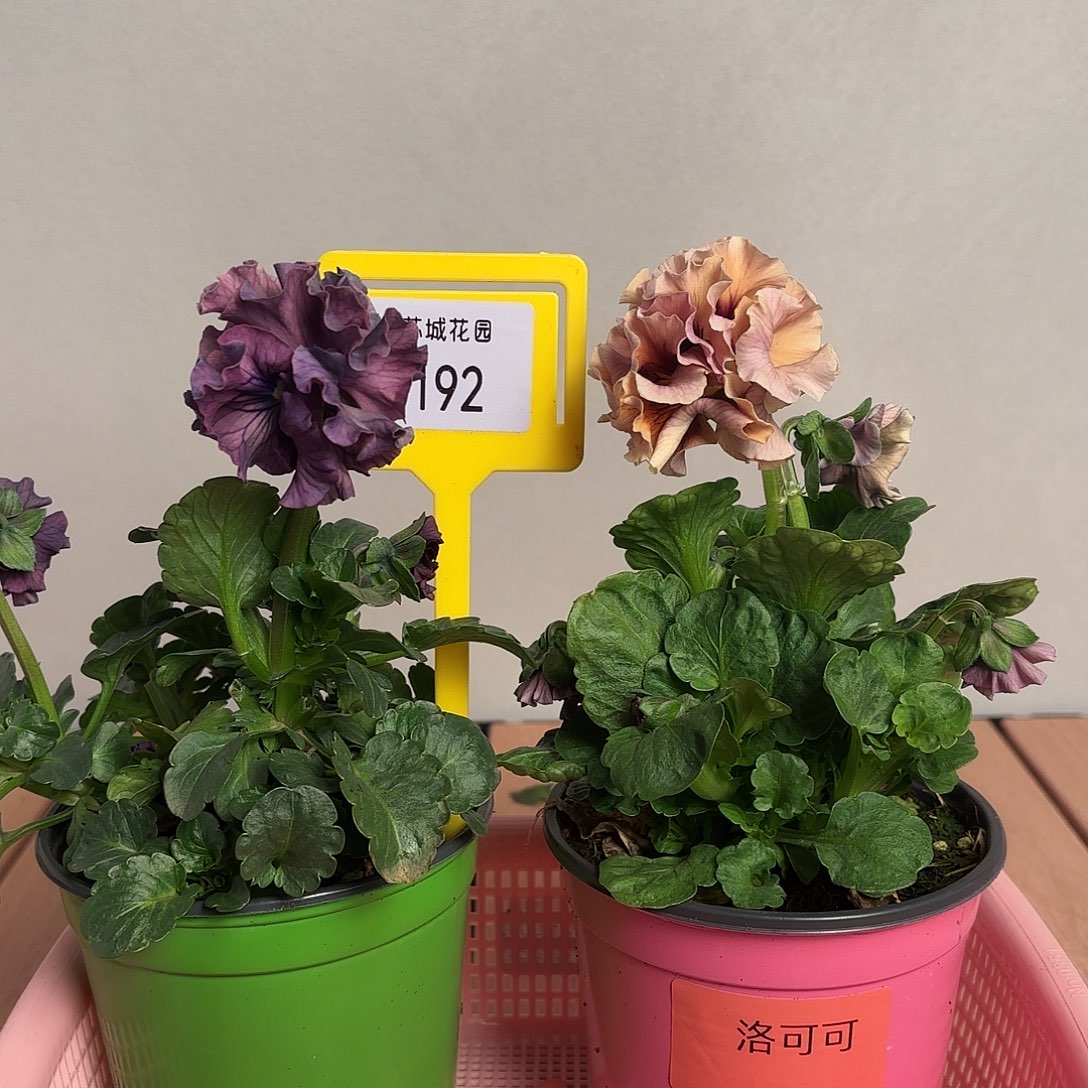 大部分开放少量花苞192