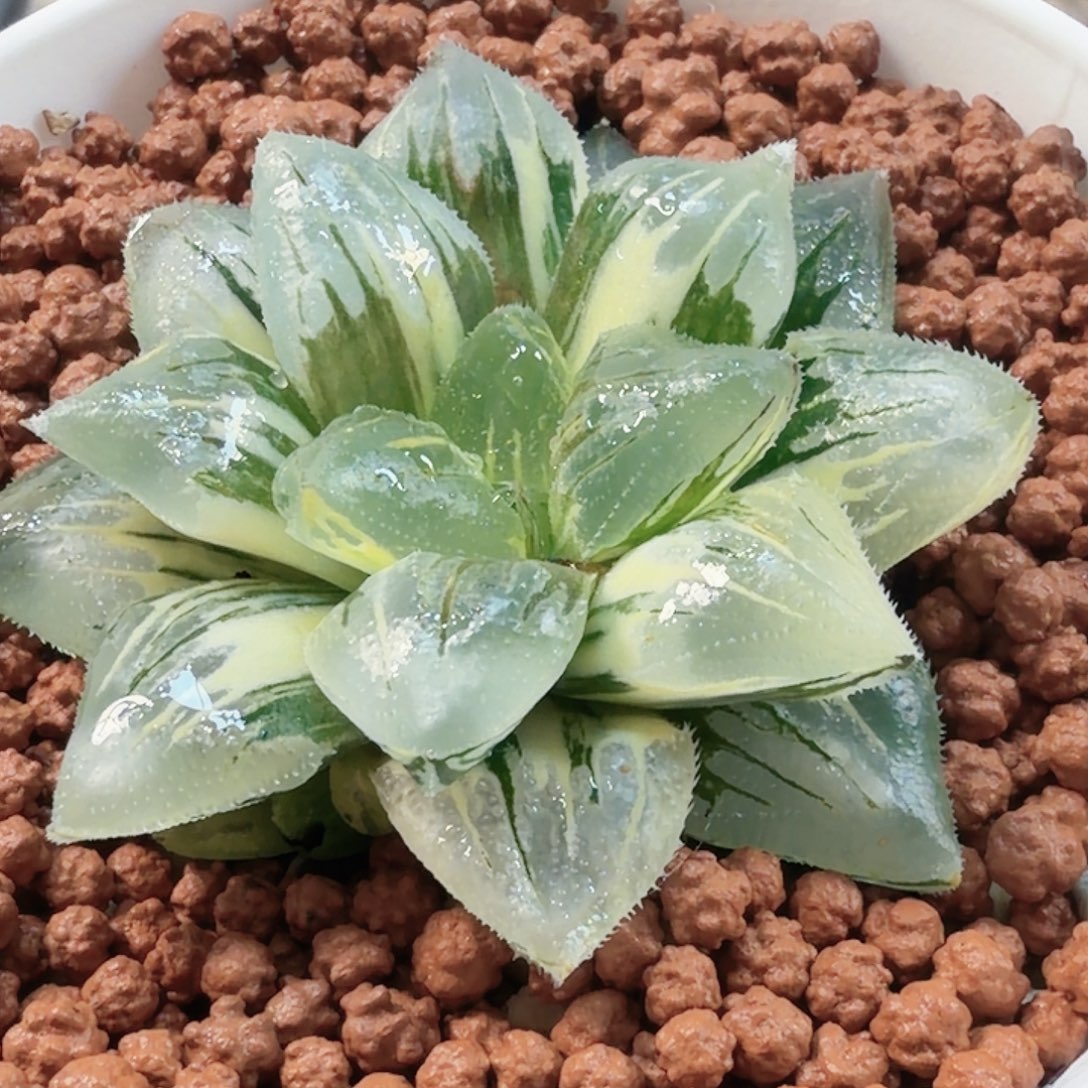 清***秀无花朵十二卷冰天使锦