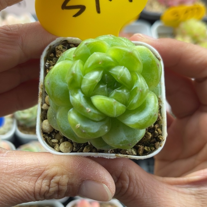 独家定繁玲珑珍妮单头5744