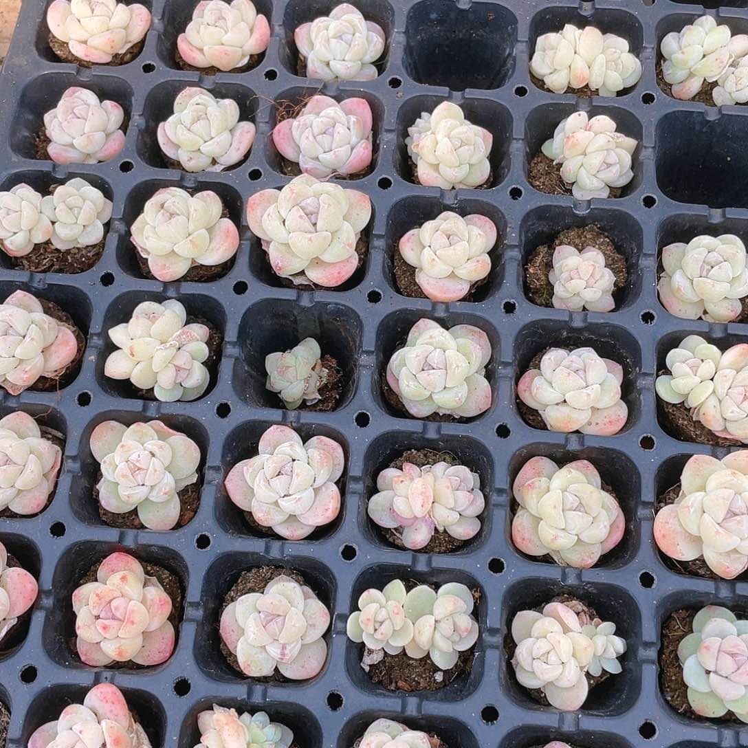 白体冰玉一个穴满25包邮