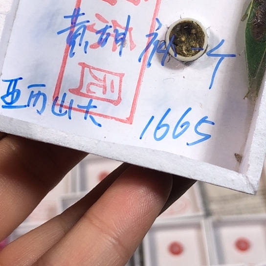 亚***大蟋蟀是是是是是是是是是