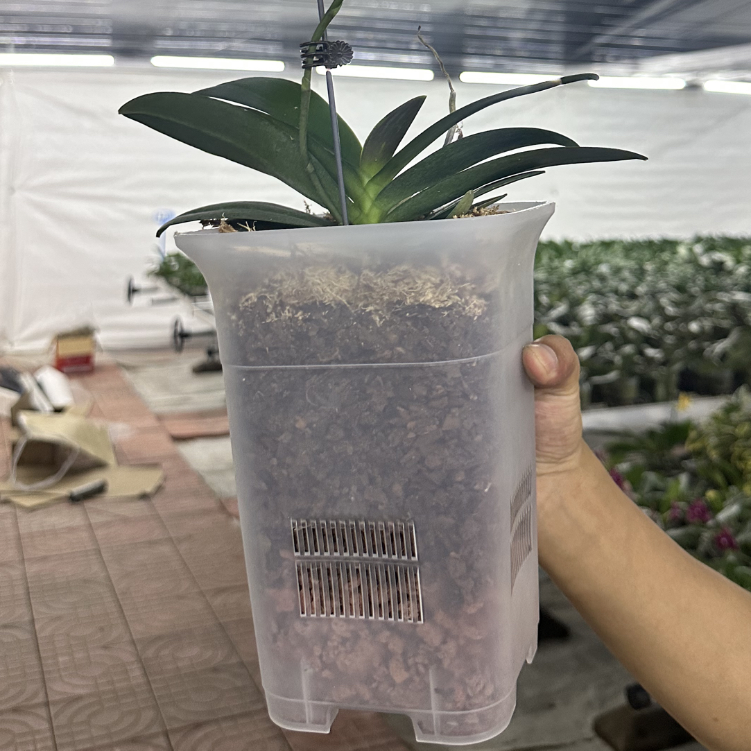 蝴蝶兰专用控根盆基地自用盆加高透气盆带底托