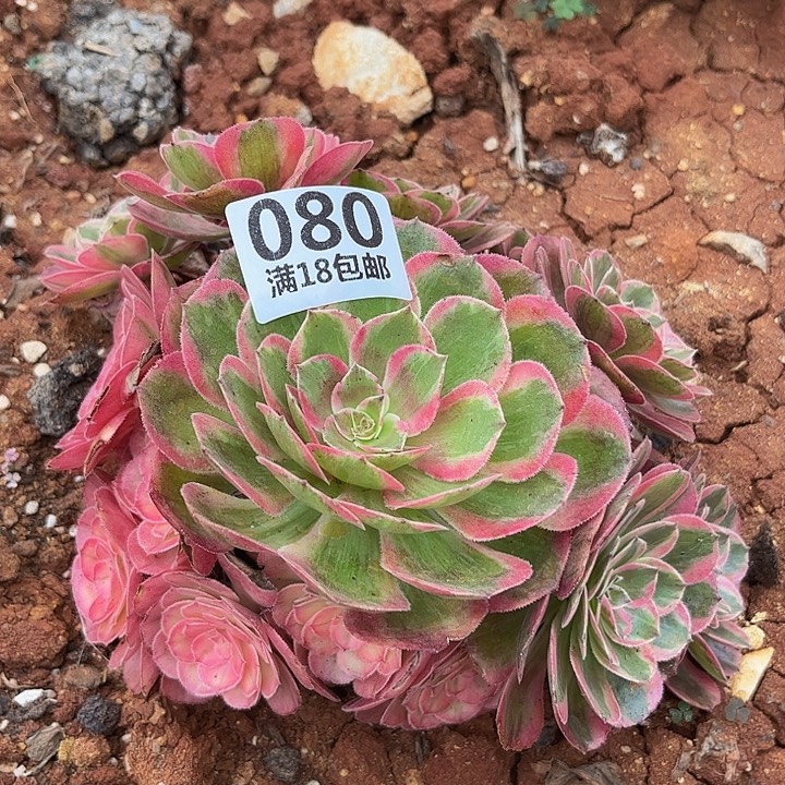 080云荷朵朵发发发