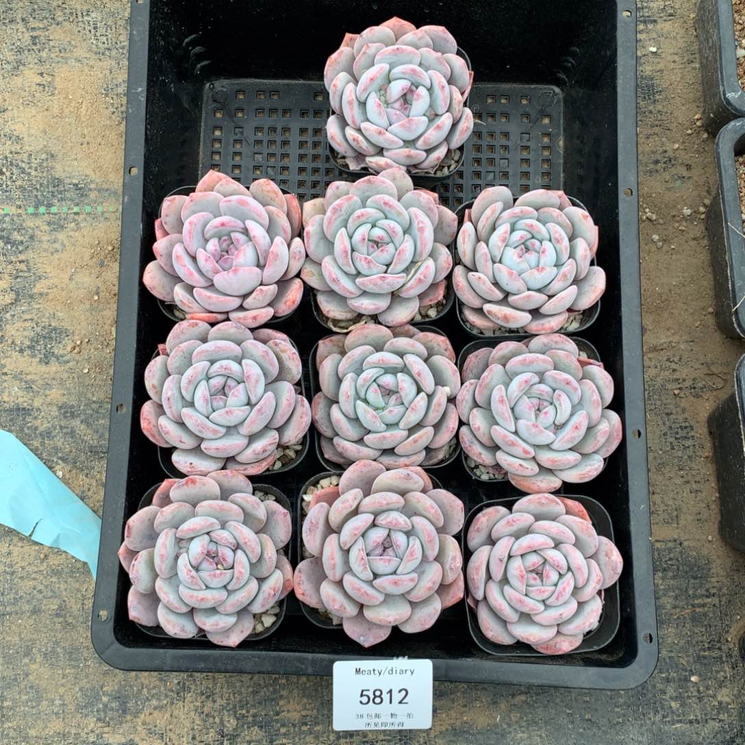 5812橙子6厘米10颗脱土发