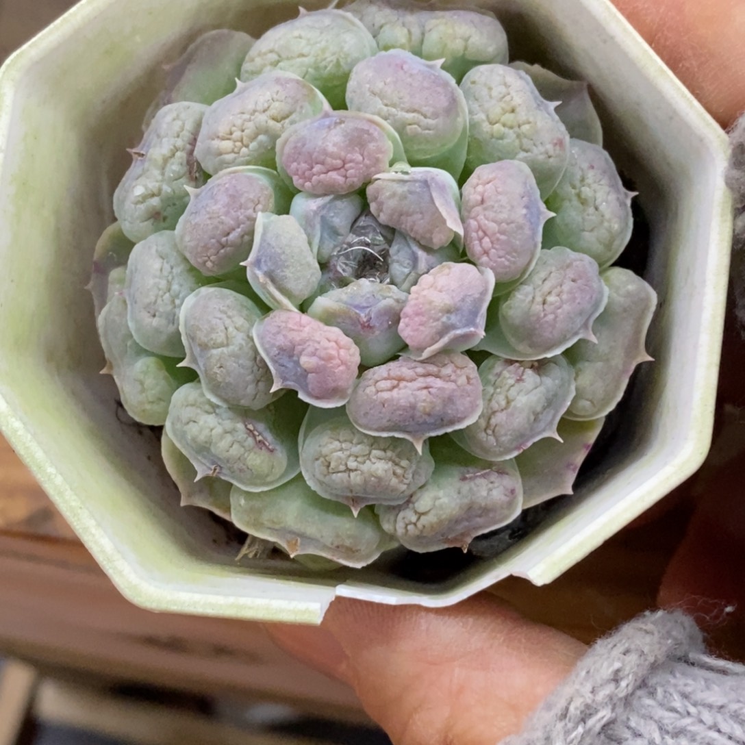 精品多肉一物一拍不包整343