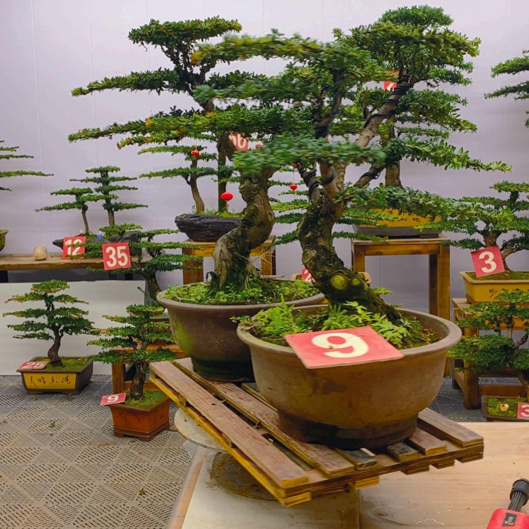 完全开放罗汉松盆景一对