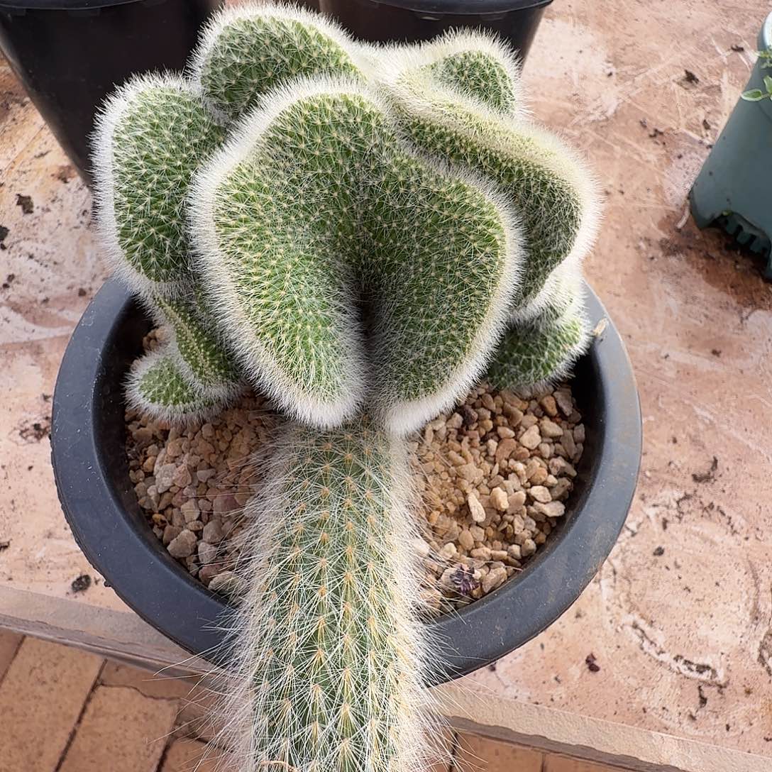 九尾狐111111210-311