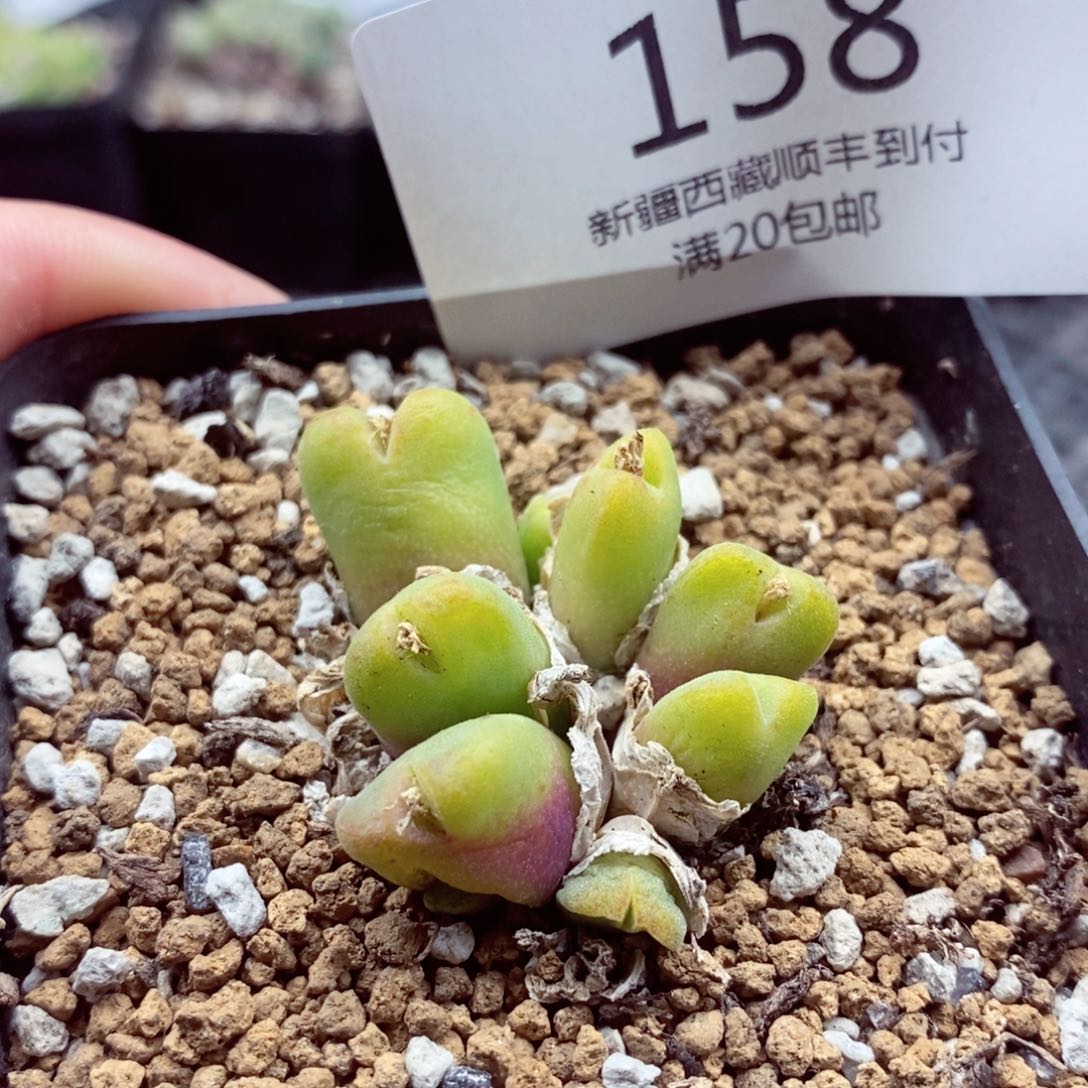 我是一只小小鸟地域鬼的158