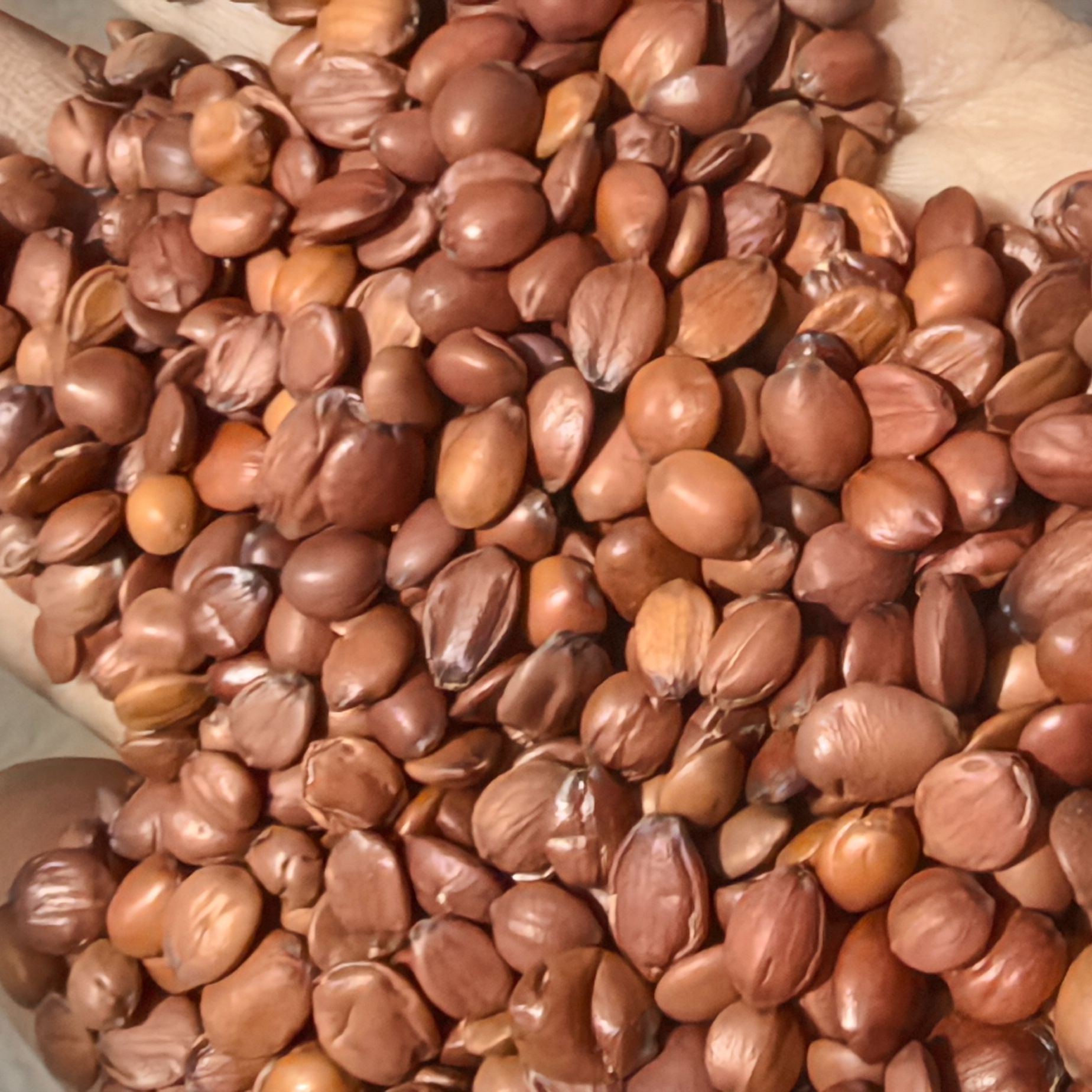 正宗野生无硫 酸枣仁