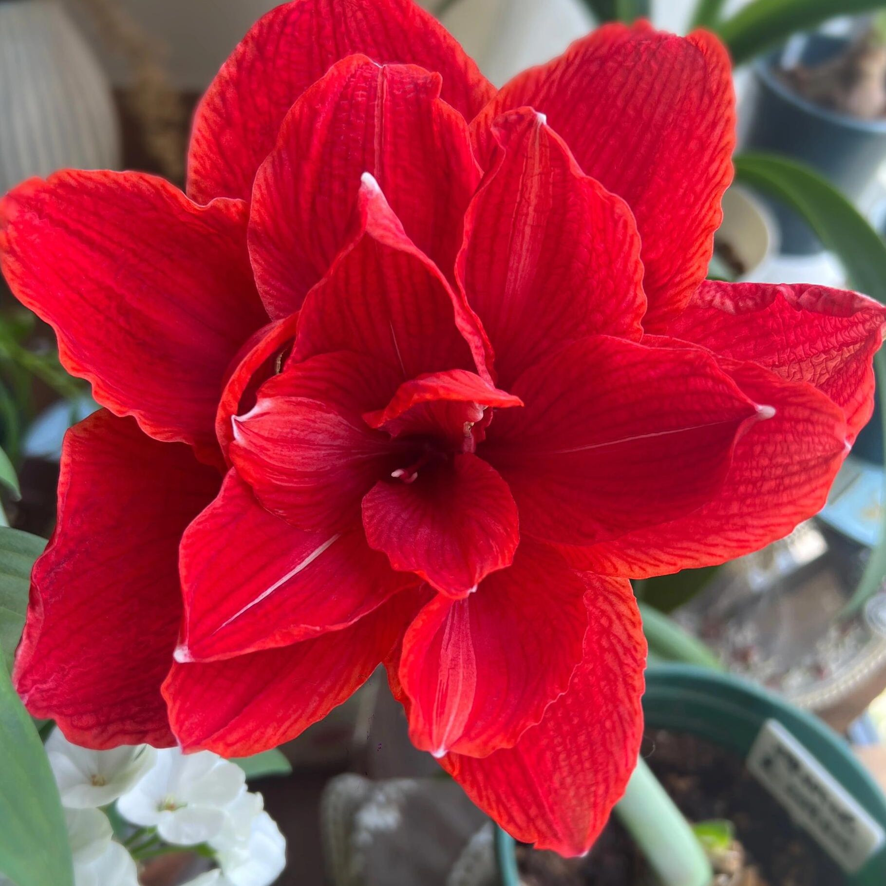 进口朱顶红 樱桃尼芙10➕