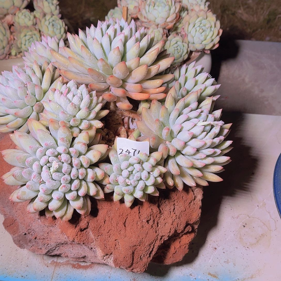 前**事2471所罗门带盆多肉