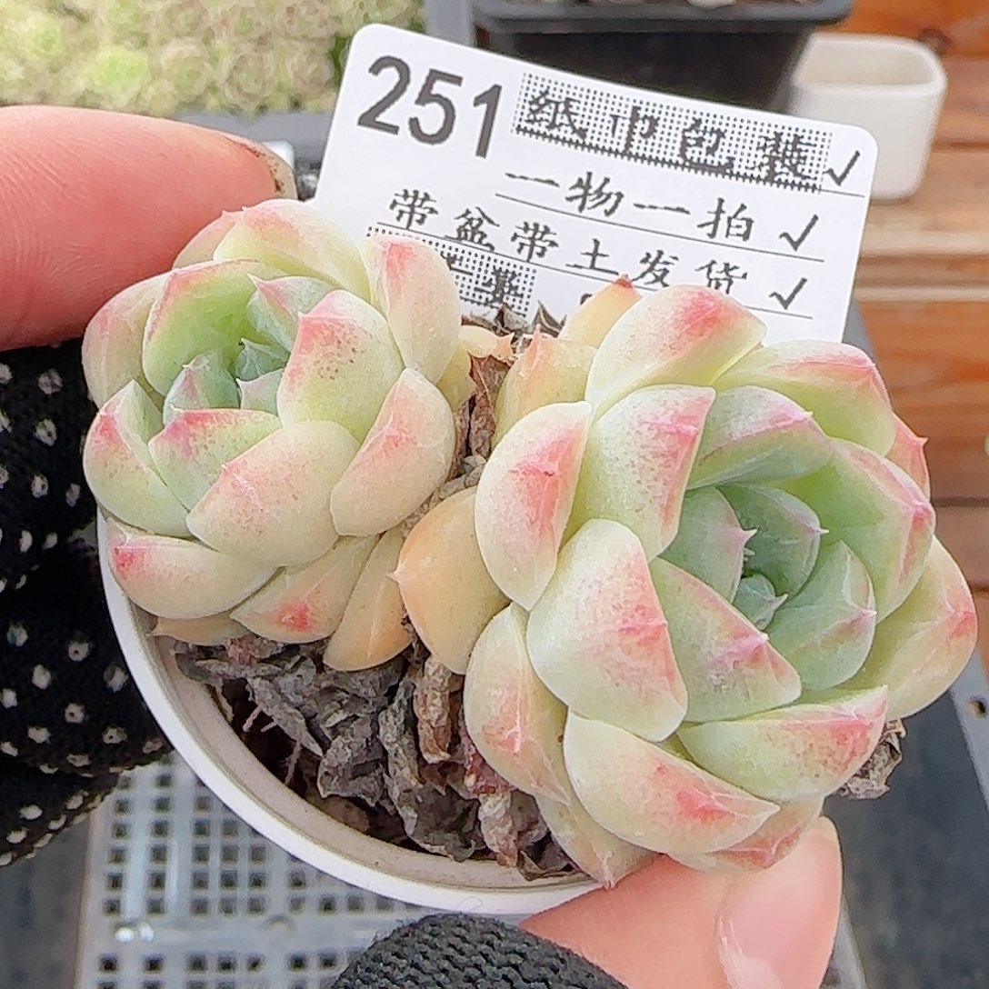 多肉0831-251白桃汽水