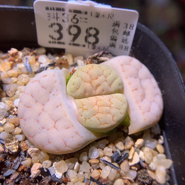 精品生石花36.398