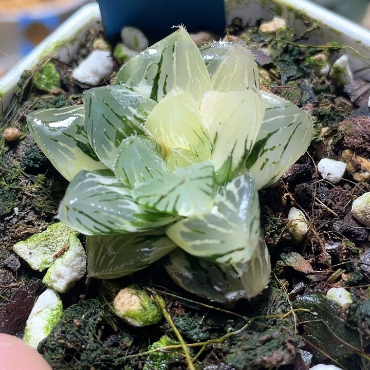 496大型玉露锦特选福利