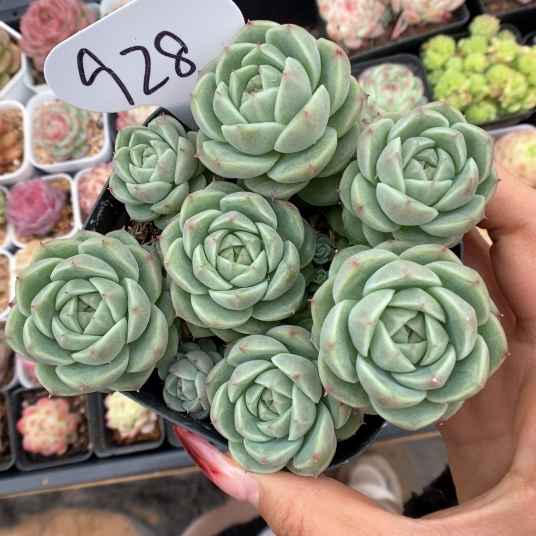 油透麦秆群生可拍928号