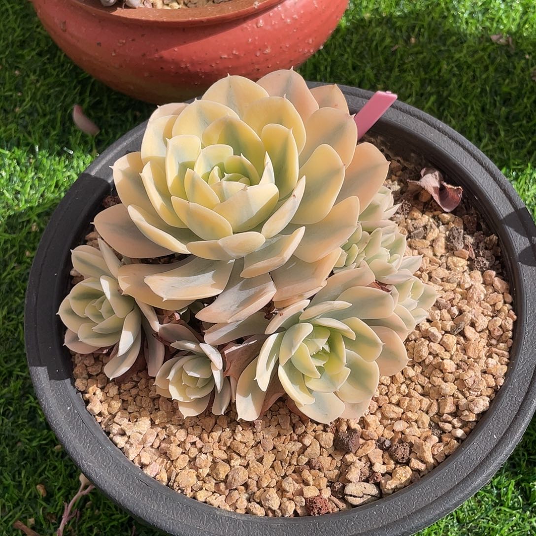 鲁氏锦群生多肉植物一物一拍多肉