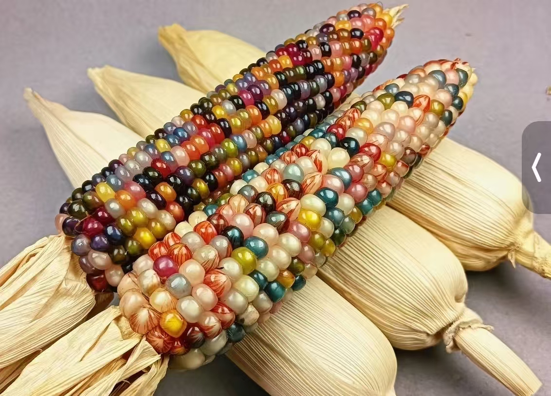 七彩文玩玉米手工DIY毛料直播间