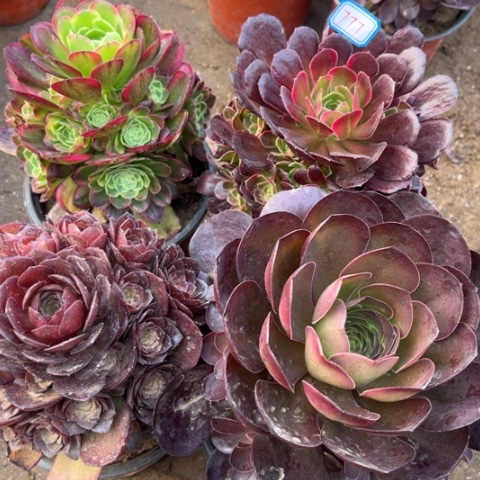 777多肉植物组合