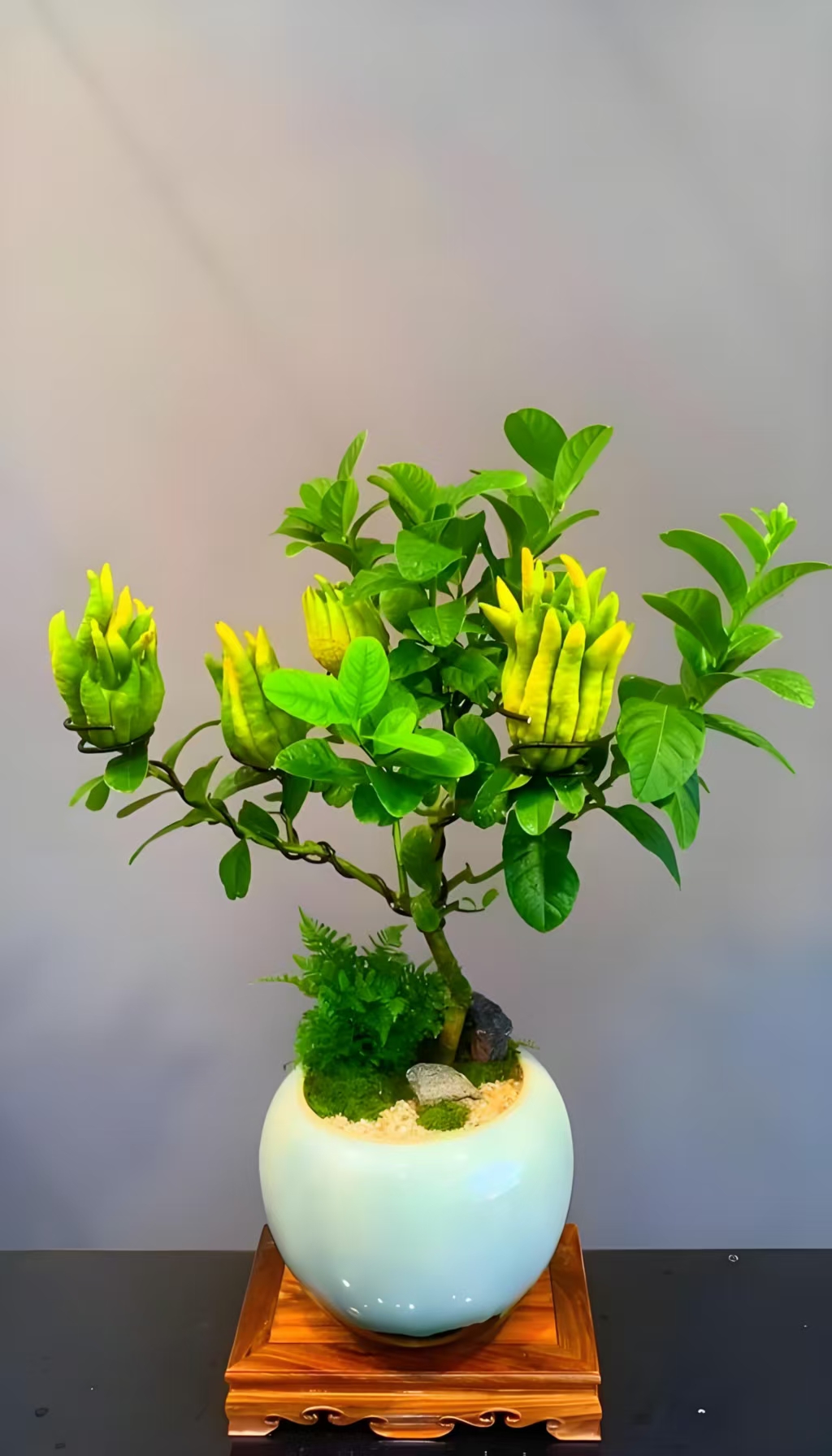 佛手盆栽四季常青可阳台客厅种植的绿植盆景