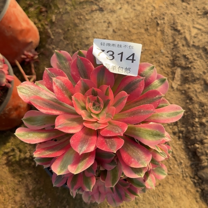 7314女巫多肉植物