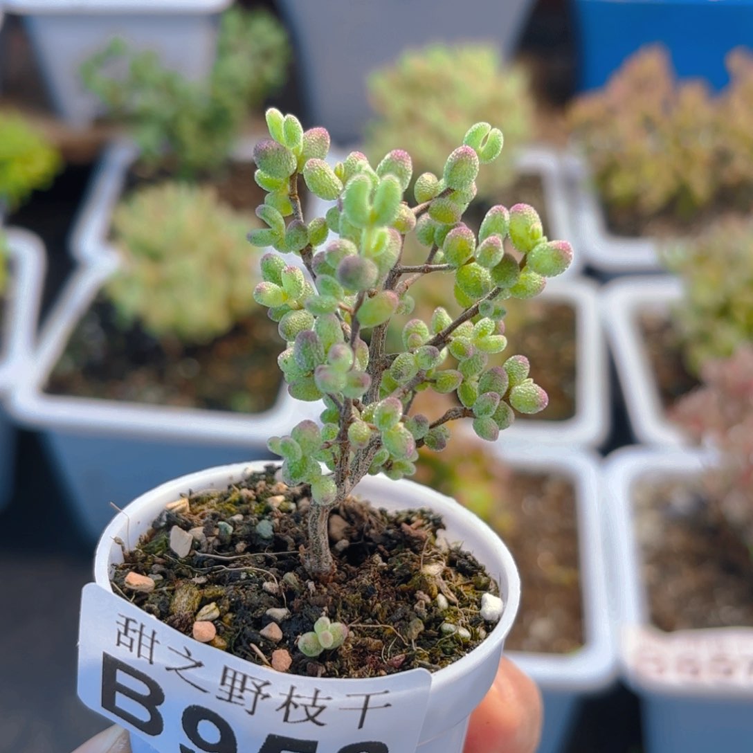 多**梦虎斑锦953。       