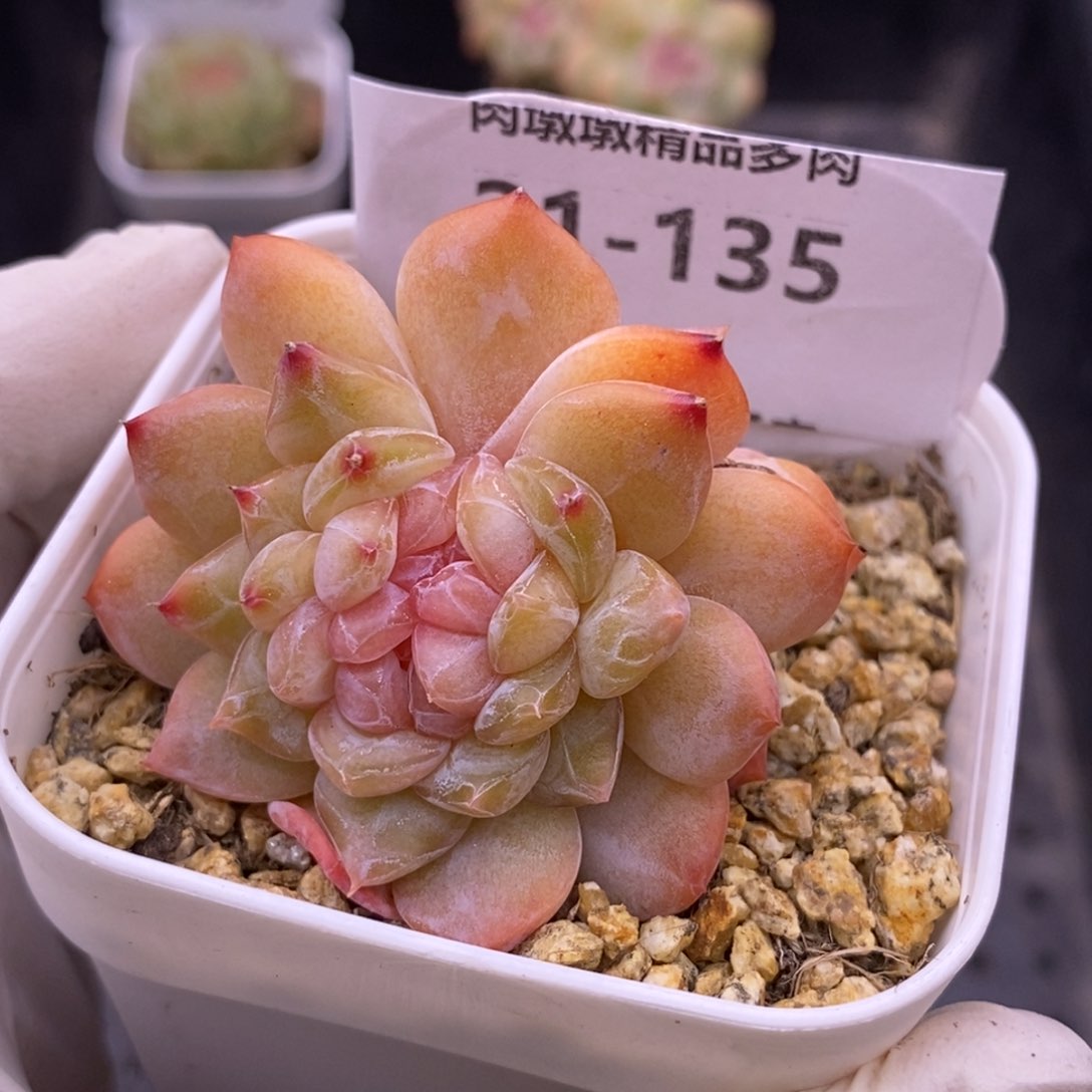 【闪购商品】21-135