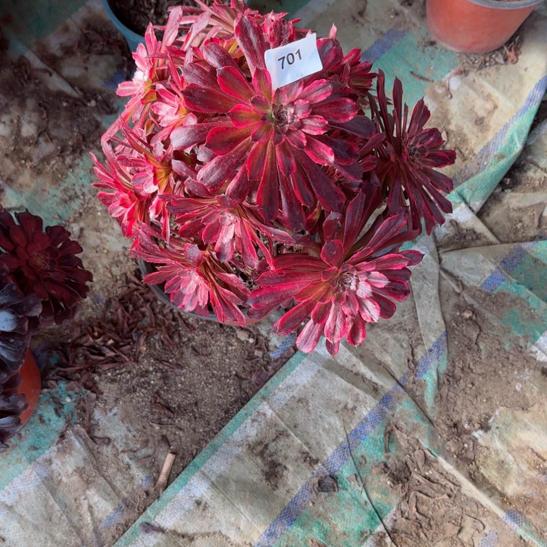 雪姬法师多肉701