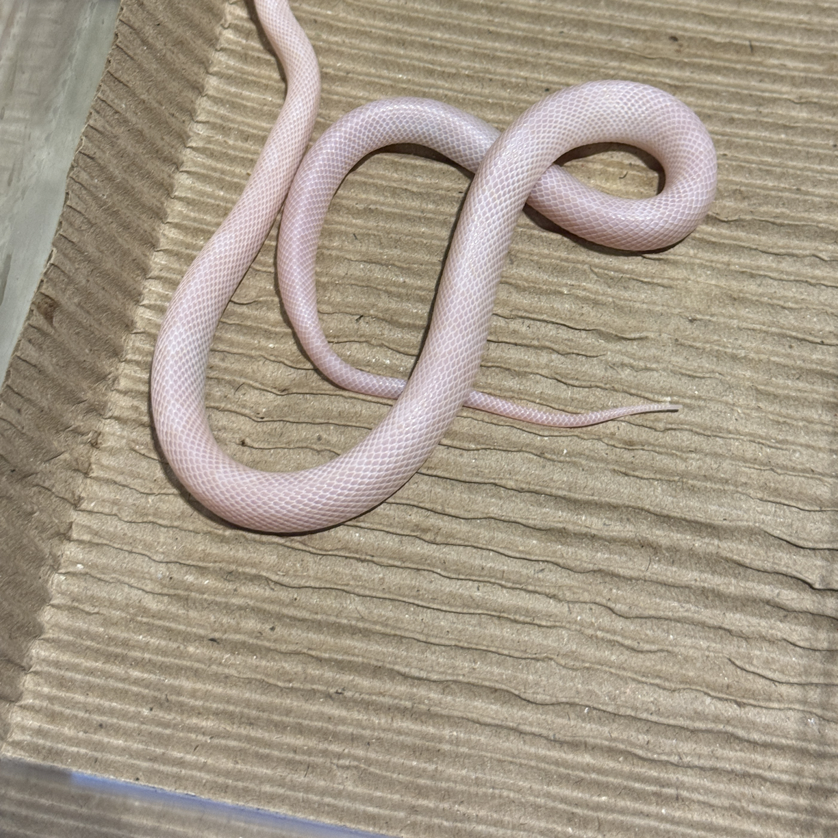 暴风雪长大后是白色的 皮实好养可上手玩