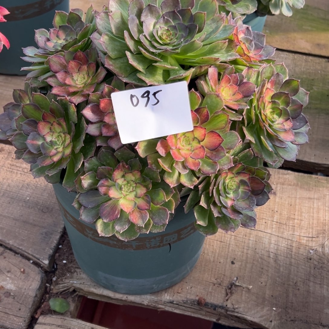 凪***》095多肉法师七彩海王一个