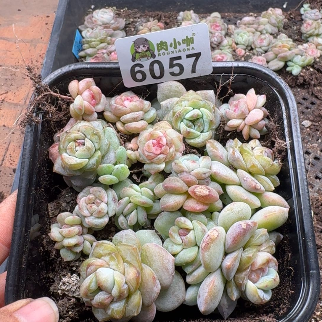 多肉植物多肉植物