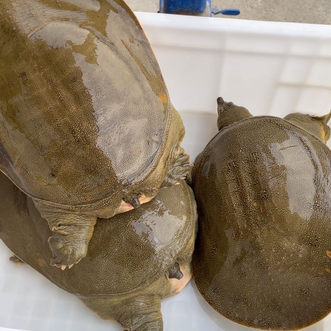 中国大陆野生甲鱼包邮