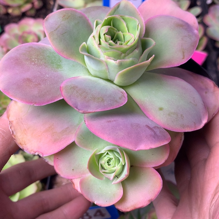 一物一拍星辰福利001