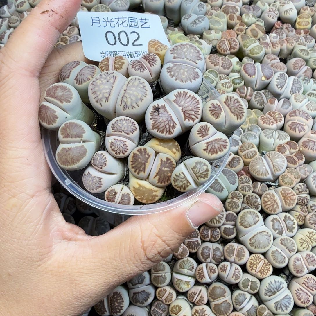 不能给孩子买什么了002哈哈