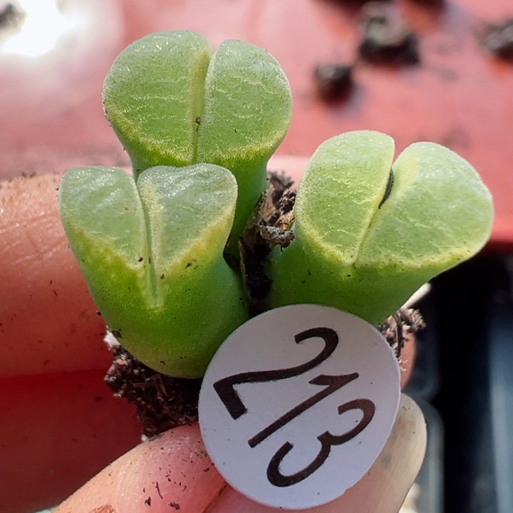 213好1111111111111111