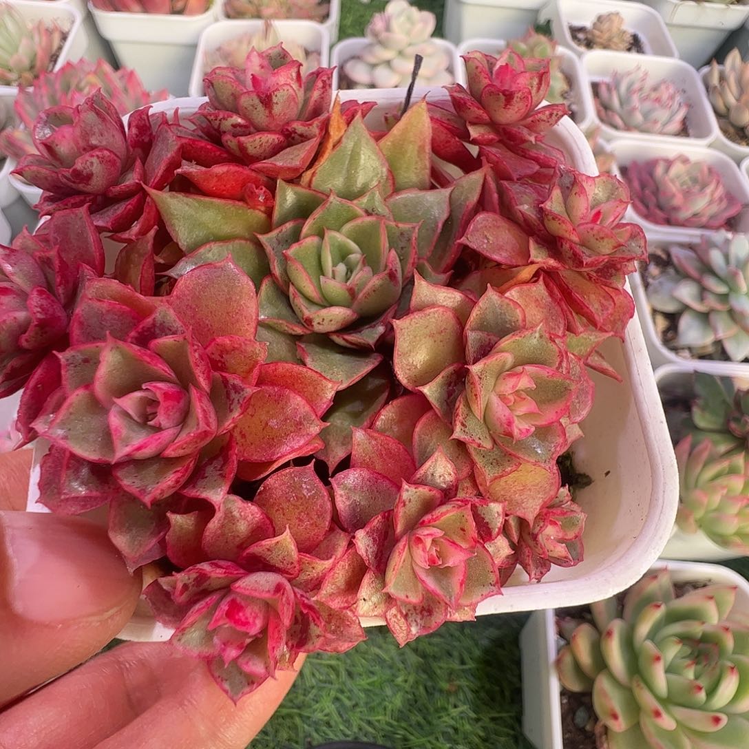 君***笑多肉植物多肉植物