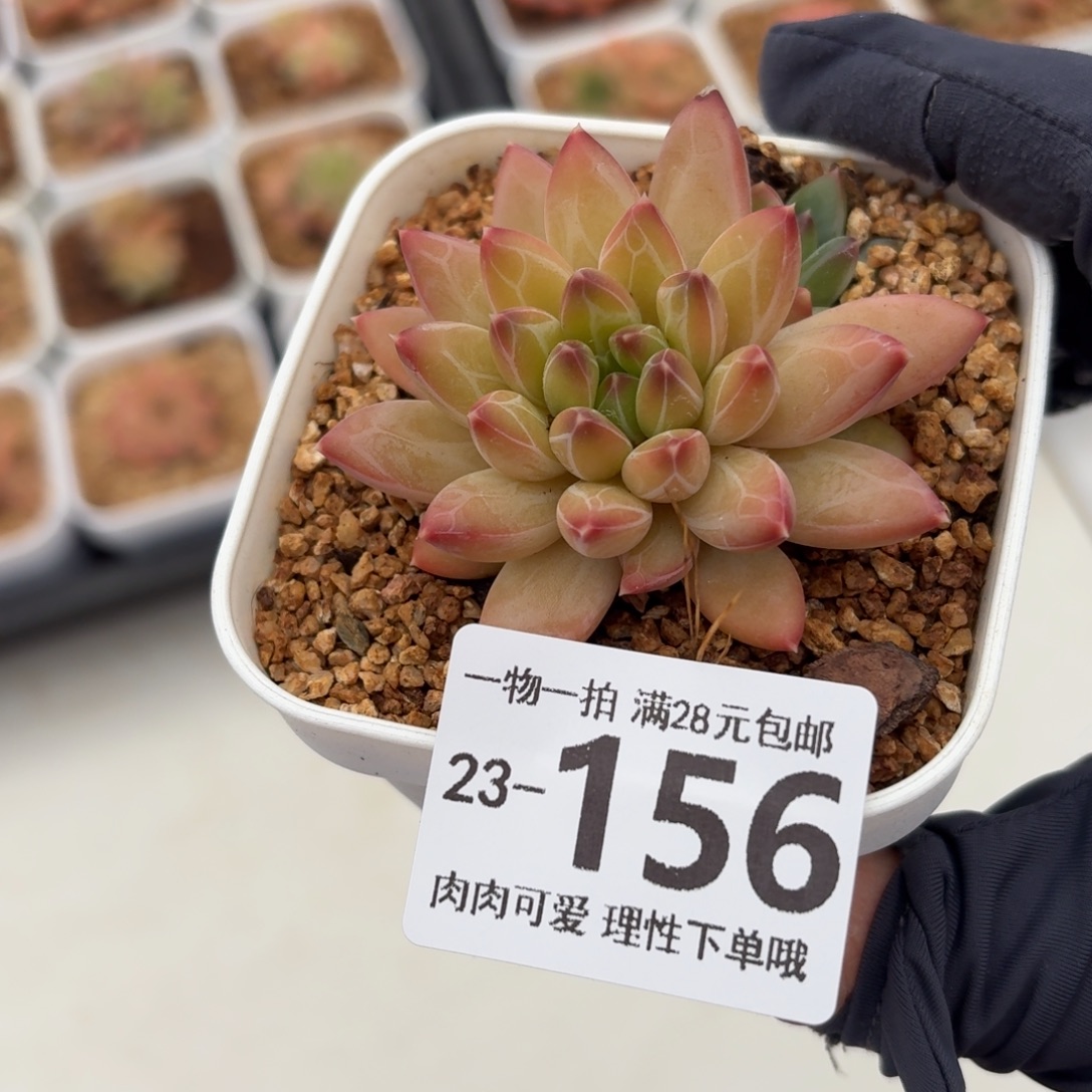 胖体青花瓷无盆土发货无盆