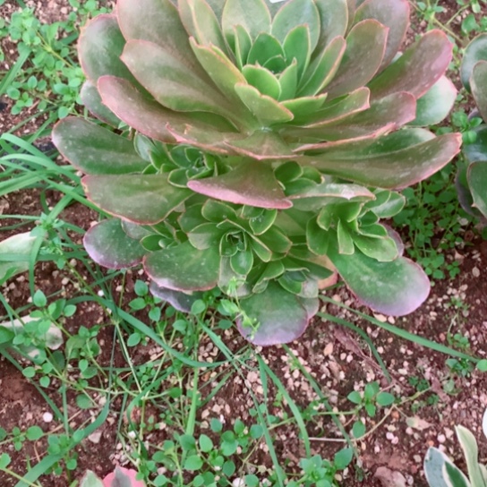 多肉植物683多肉