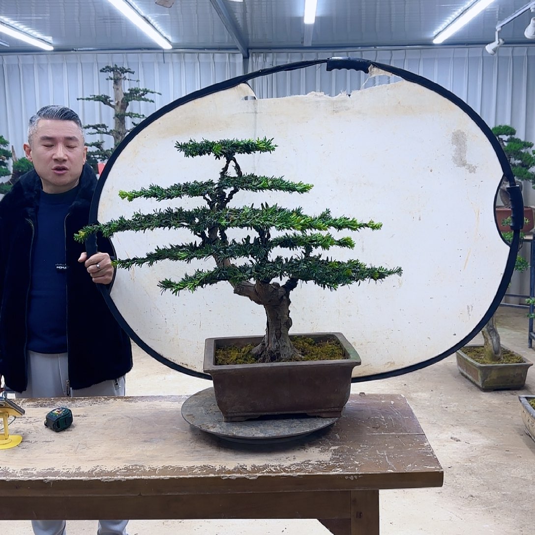 无花朵0000000000000000