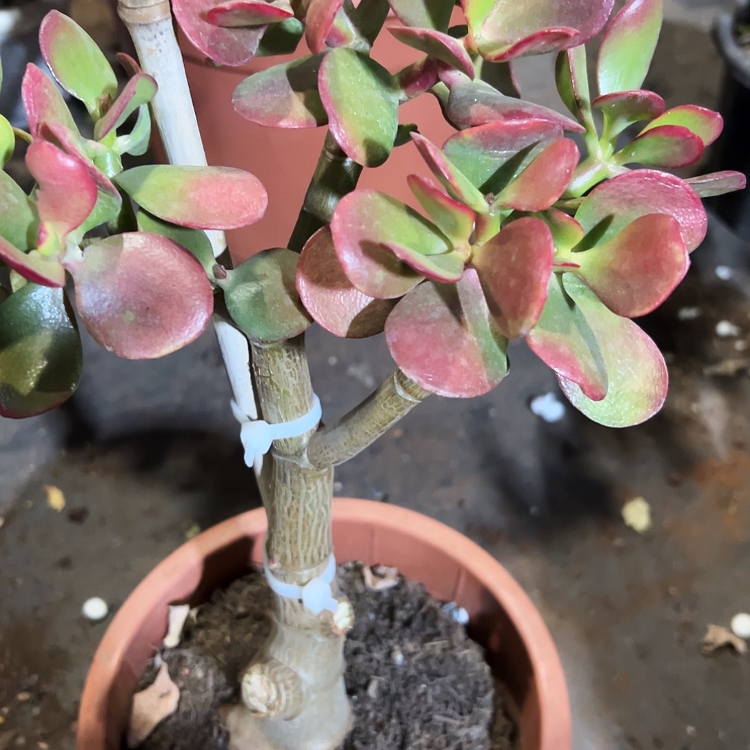 华***梦稀有红叶玉树带土球8379