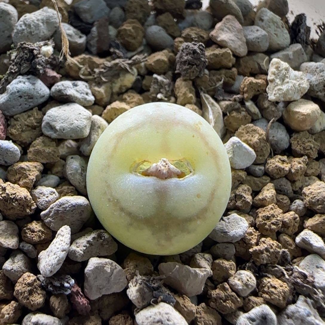 2-25-12-2当天满58包邮水蜜桃杂满窗1.3多肉脱土