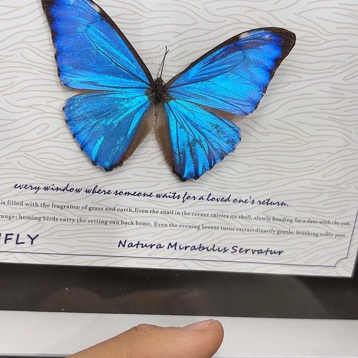 汕***平蝴蝶标本定制748@