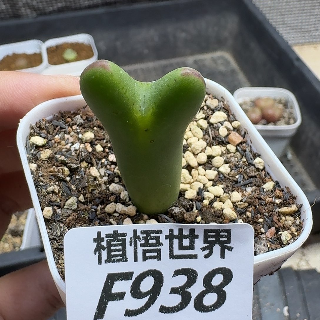 多肉植物的人生ghj