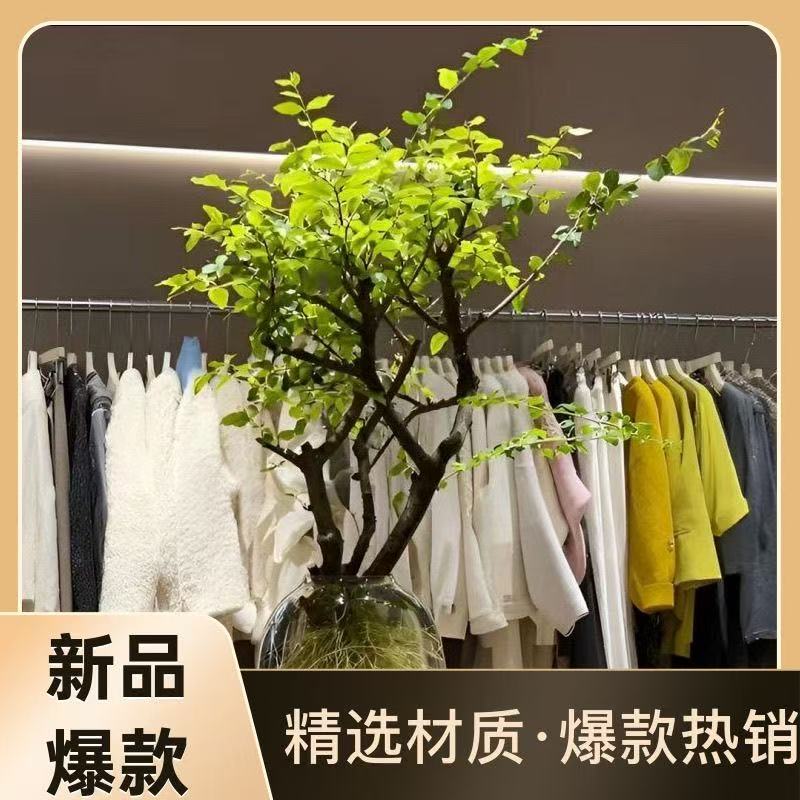 【莉莉甄选】小叶女贞水培植物室内好养绿植摆件