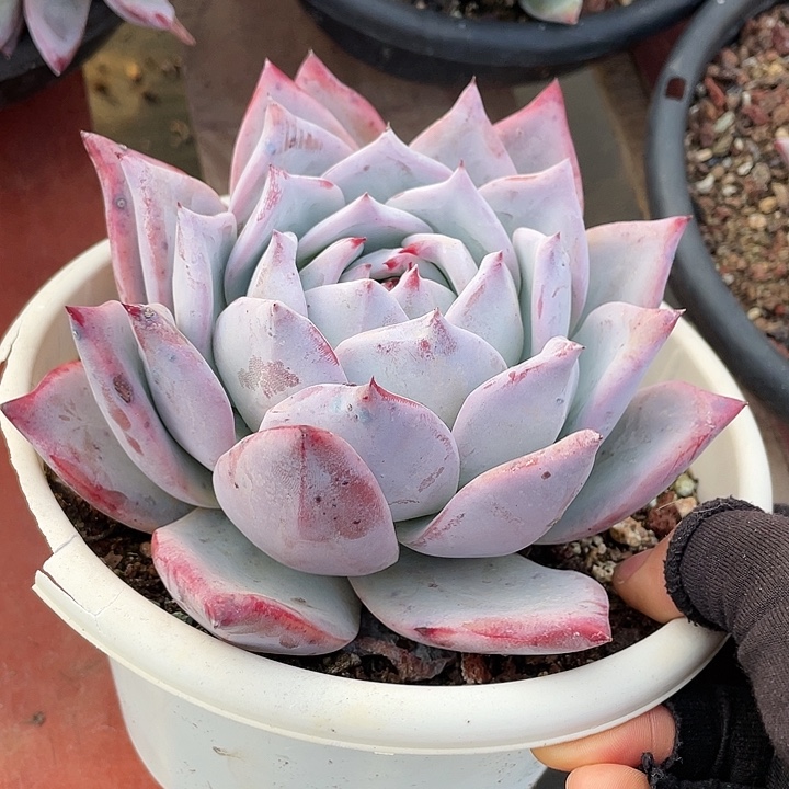 多肉植物好看又好养