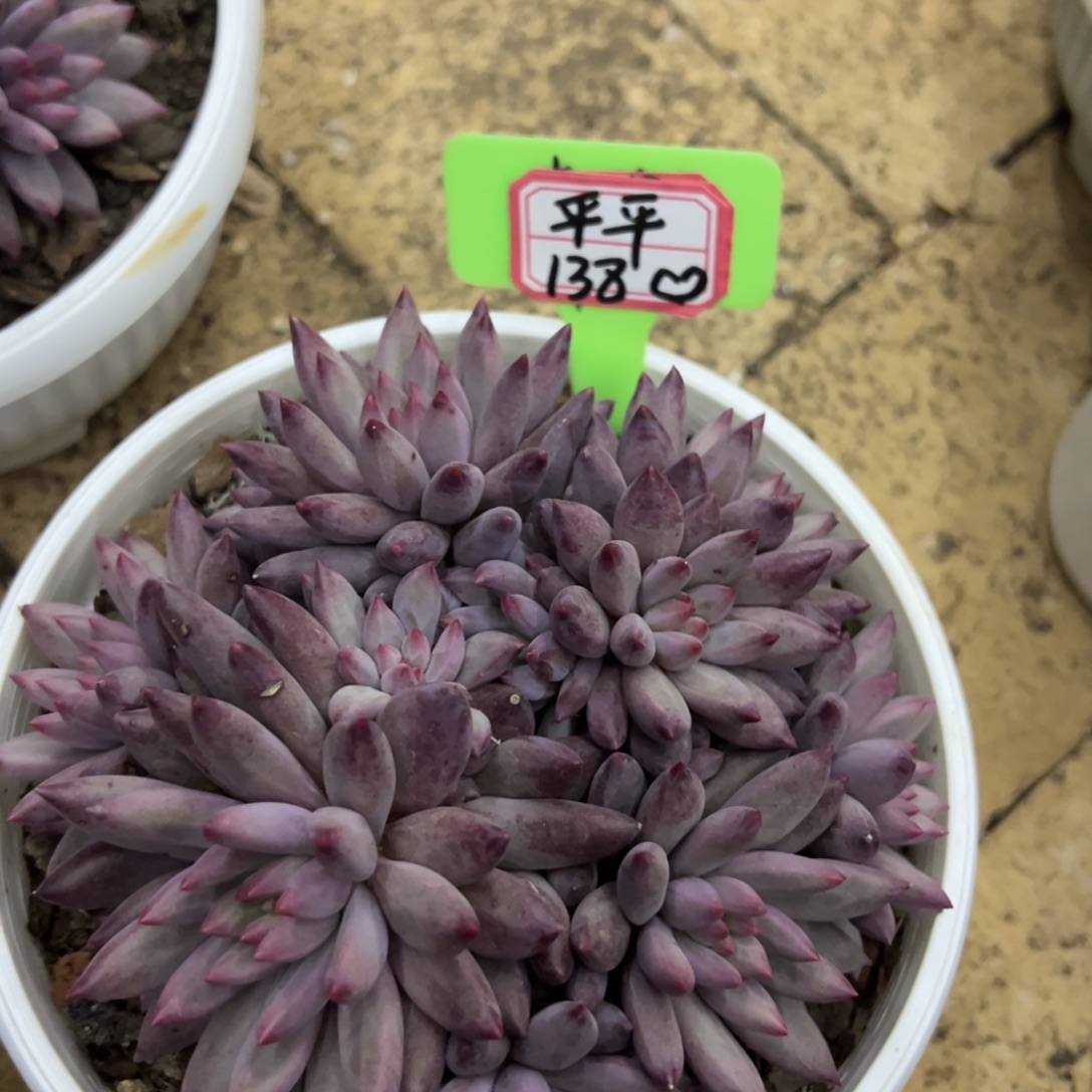 平***淡平平138、                 