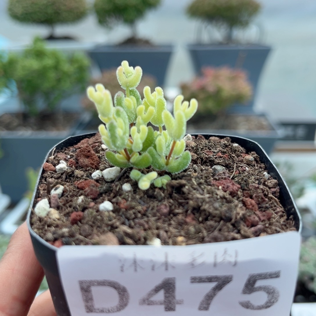 475月曲枝干番杏